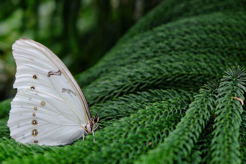Photo title : Lepidoptera. Place : Botanical Garden, Montreal, Canada