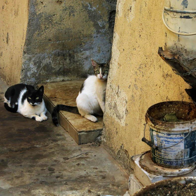 Photo title : Meow. Place : Crete, Greece