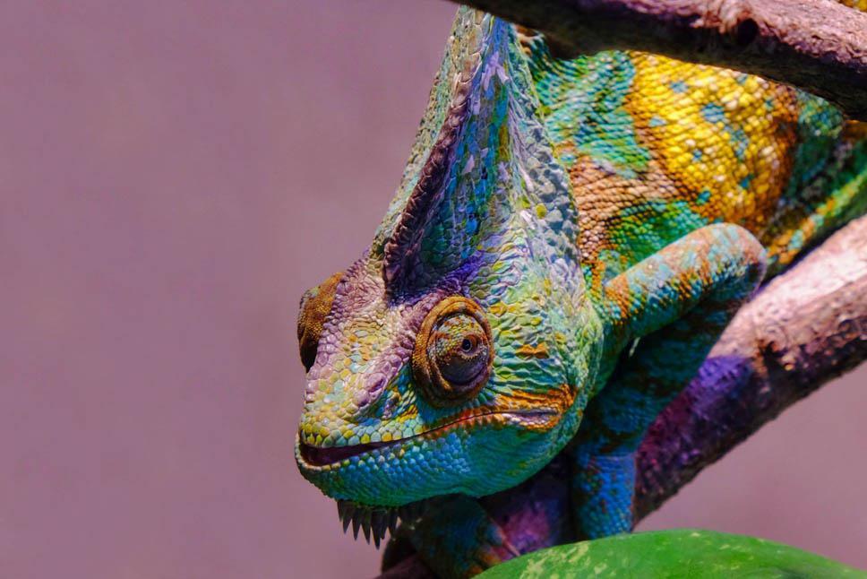 Photo title : Bogue. Place : Toronto Zoo, Ontario, Canada