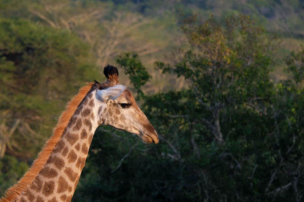 Photo title : Morning. Place : Zulu Nyala game park, South Africa