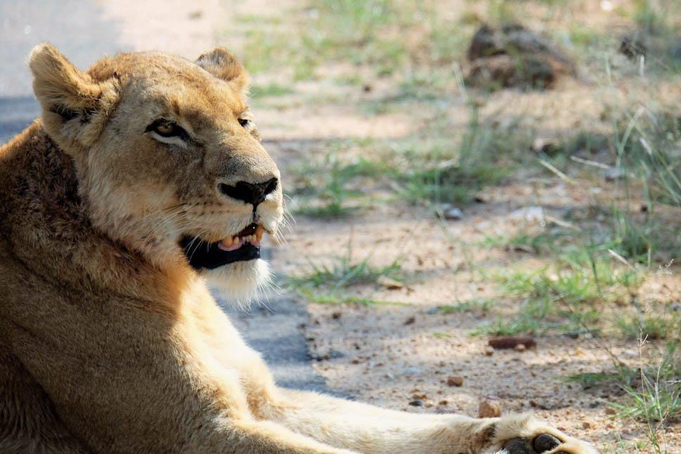 Photo title : On the road. Place : Kruger national park, South Africa