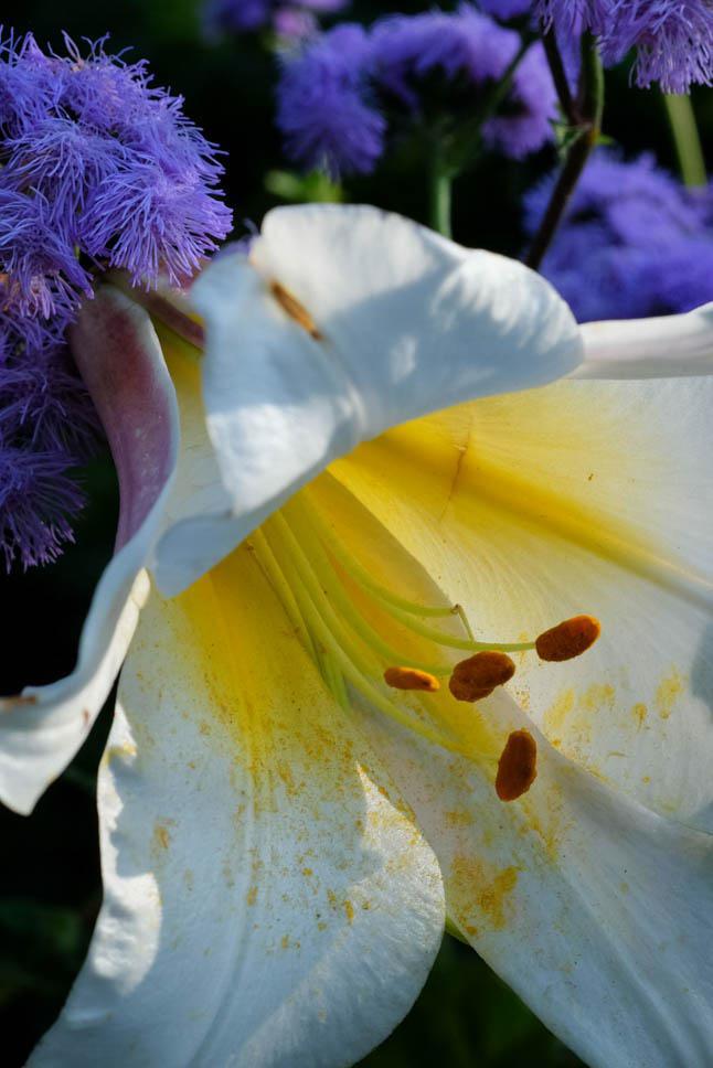 Photo title : Lilium. Place : Reford Gardens, Quebec, Canada