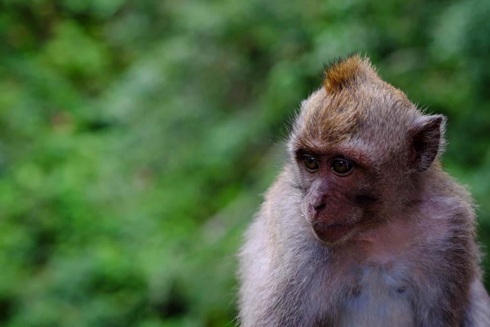 Photo title : Cousin. Place : Ubud Monkey Forest, Bali, Indonesia