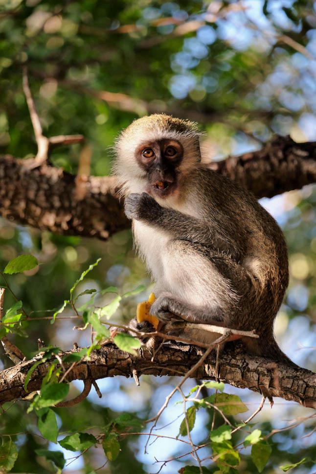 Photo title : Red-handed. Place : Kruger national park, South Africa