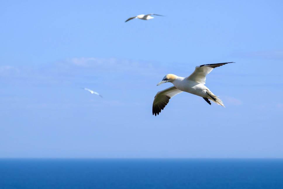 Photo title : Glide. Place : Bonaventure Island, Quebec, Canada