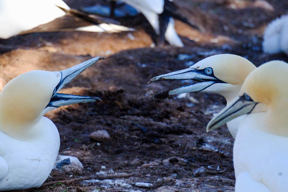 Photo title : Northern gannet. Place : Bonaventure Island, Quebec, Canada