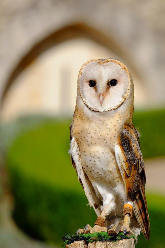 Photo title : Proud. Place : Milandes Castle, France