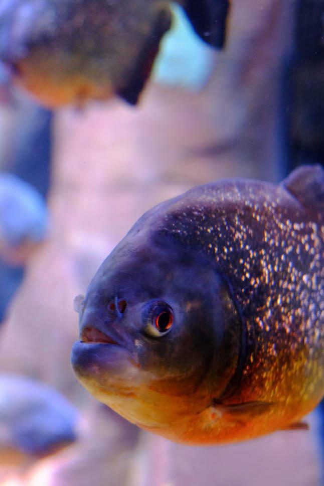 Photo title : Piranha. Place : Ripley's Aquarium of Canada, Toronto, Canada