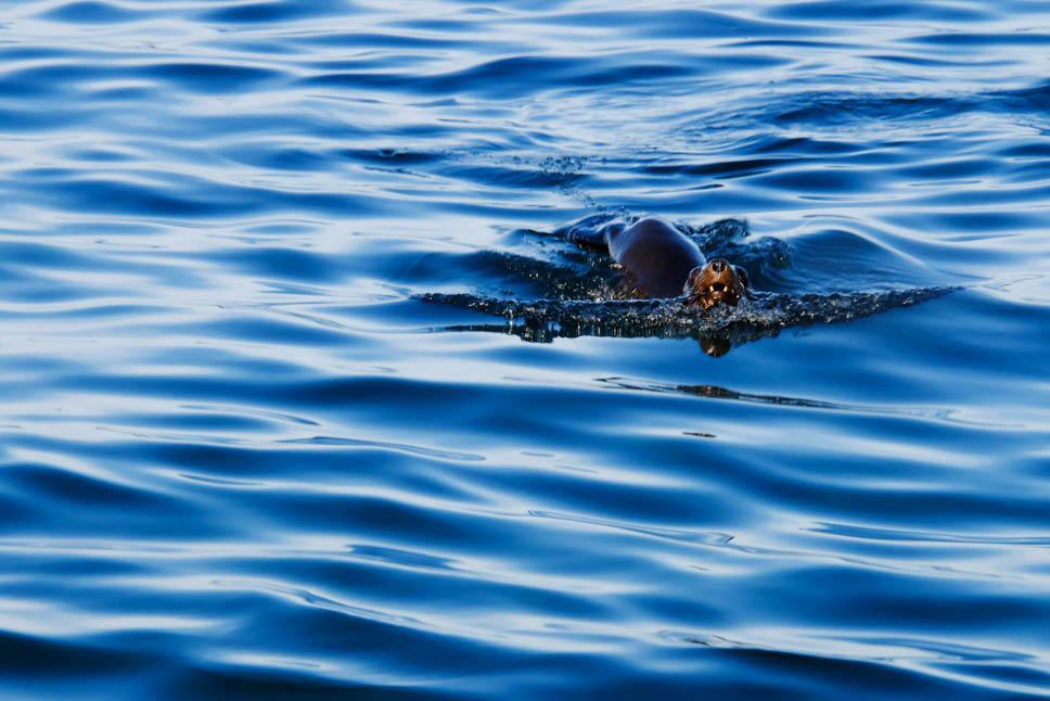 Photo title : Swimming. Place : Cap Town area, South Africa