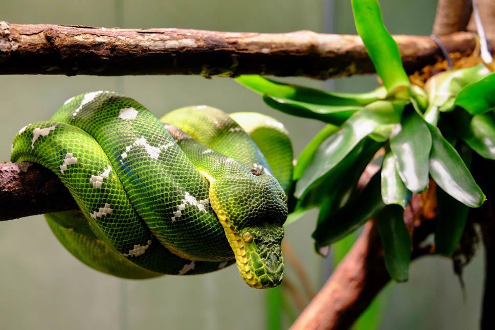 Photo title : Rolled-up. Place : Toronto Zoo, Ontario, Canada