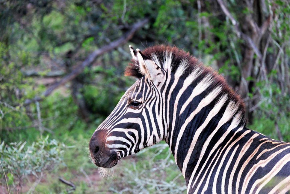 Photo title : Equus. Place : Zulu Nyala game park, South Africa